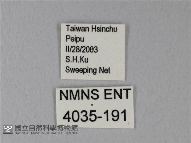 白粉蝶、紋白蝶藏品圖，第3張