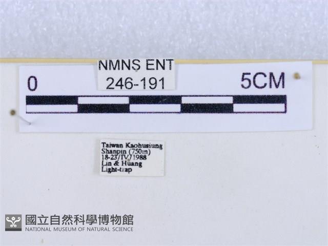 閃光苔蛾藏品圖，第3張