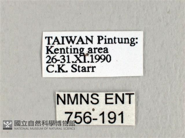 埔里雙線枯葉蛾藏品圖，第3張