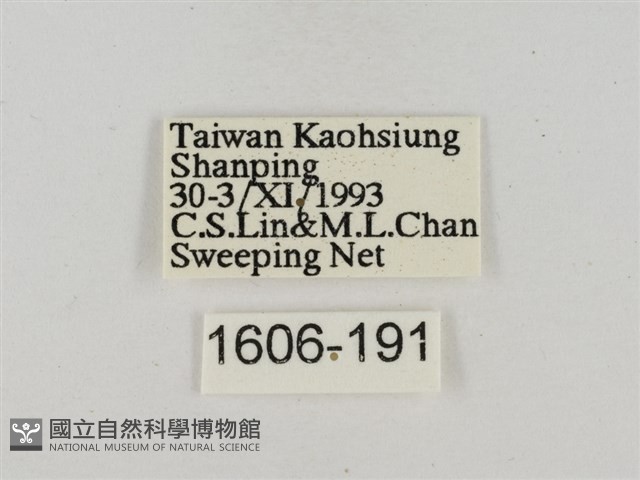 淡褐脈粉蝶藏品圖，第3張
