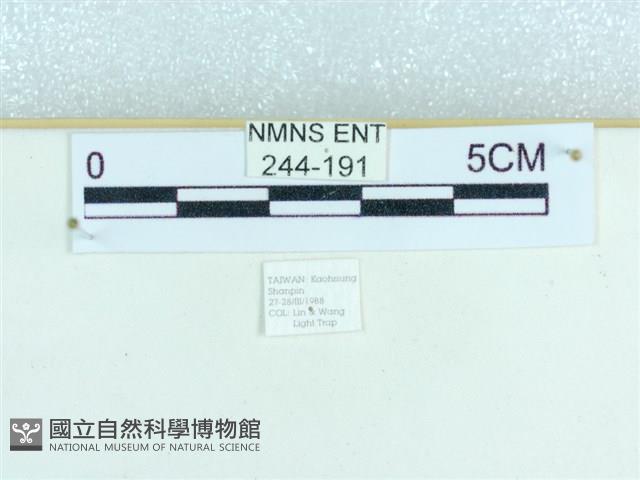 粉蝶燈蛾藏品圖，第3張