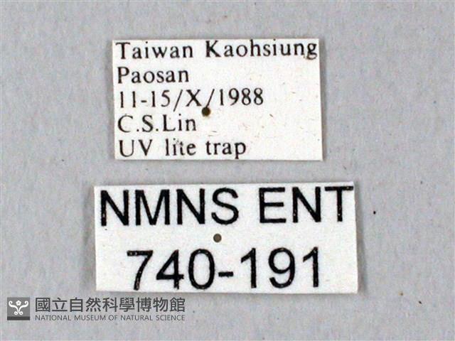 鬼臉天蛾藏品圖，第3張