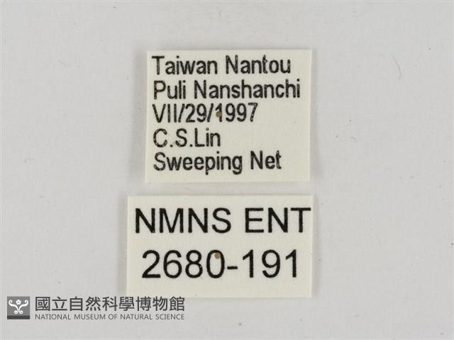 淡褐脈粉蝶藏品圖，第3張