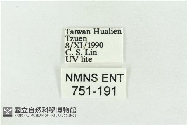 寬帶波紋蛾藏品圖，第3張