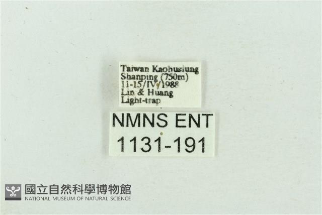 菊池污燈蛾藏品圖，第3張