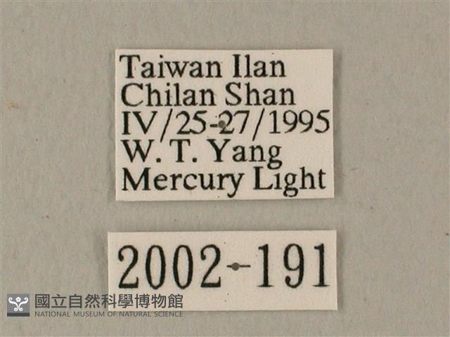 白點天蛾 藏品圖，第3張