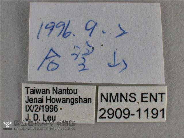 寬邊橙斑弄蝶藏品圖，第3張