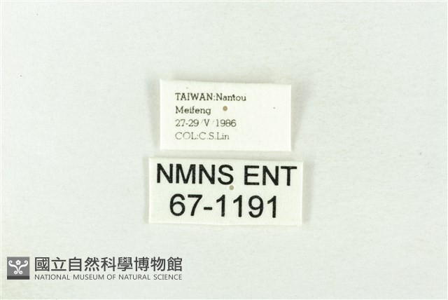 棍棒污燈蛾藏品圖，第3張