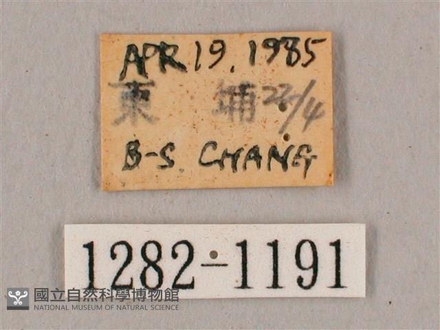 黑角六點天蛾藏品圖，第3張