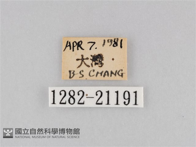 大波眼蝶藏品圖，第3張