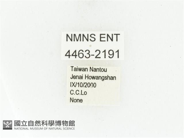 藍艷白點花金龜藏品圖，第2張