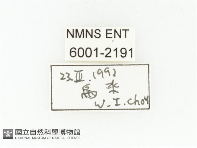 黑斑陷紋金龜藏品圖，第2張