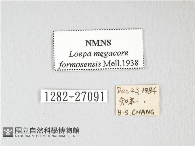 黃豹天蠶蛾藏品圖，第3張