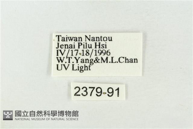 帶波紋蛾藏品圖，第3張