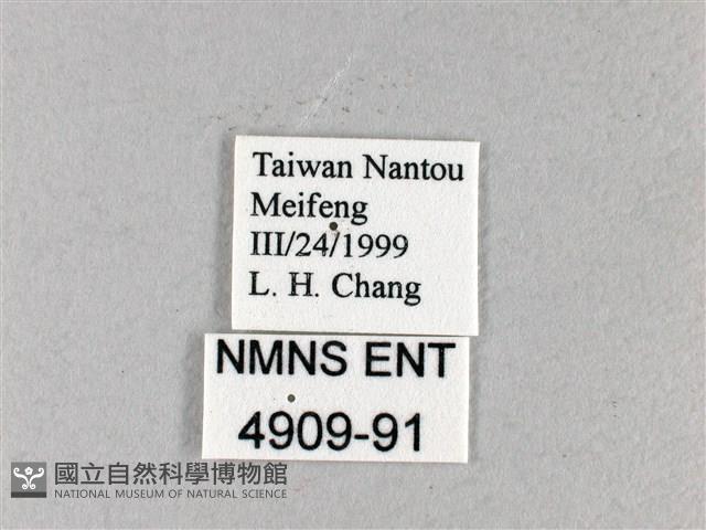 禾弄蝶藏品圖，第3張