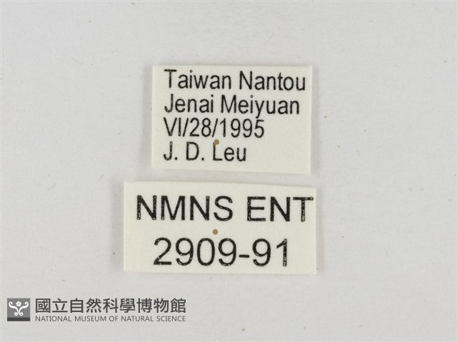 淡褐脈粉蝶藏品圖，第3張
