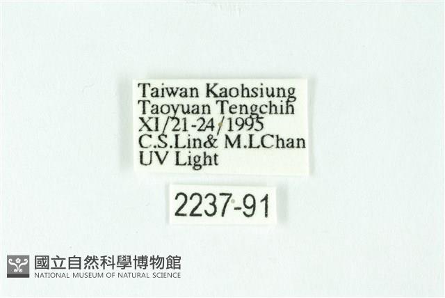 三條橙燈蛾藏品圖，第3張