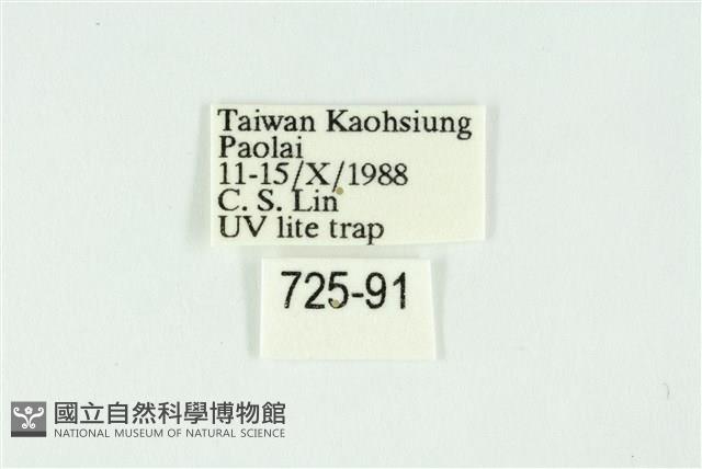 白斑散紋夜蛾藏品圖，第3張