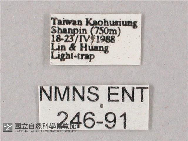 綠背斜紋天蛾藏品圖，第3張