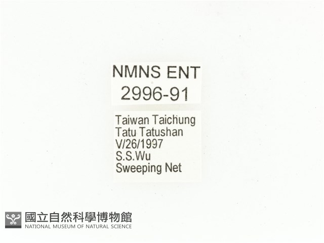 東方白點花金龜藏品圖，第2張