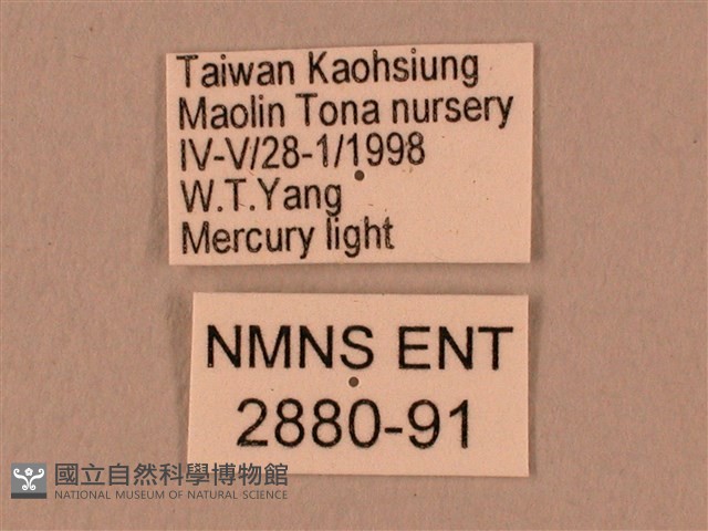 棕綠背線天蛾藏品圖，第3張