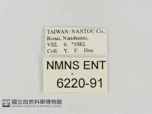 中華褐弄蝶藏品圖，第3張