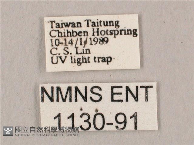 直翅六點天蛾藏品圖，第3張