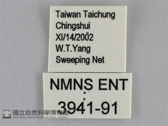 雌擬幻蛺蝶、雌紅紫蛺蝶藏品圖，第3張