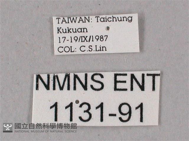 榆綠天蛾藏品圖，第3張