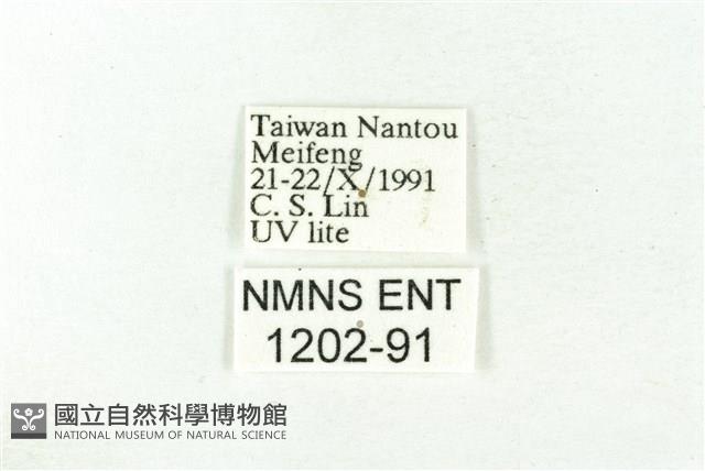 樹形尺蛾藏品圖，第3張