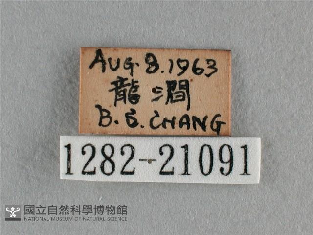 紫日灰蝶藏品圖，第3張