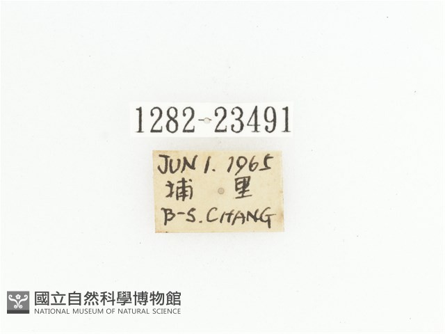 寶島細腳騷金龜藏品圖，第2張