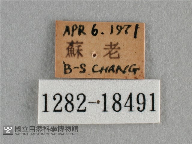 散紋盛蛺蝶藏品圖，第3張