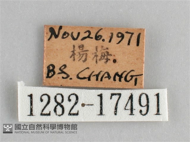 眼蛺蝶、孔雀蛺蝶藏品圖，第3張