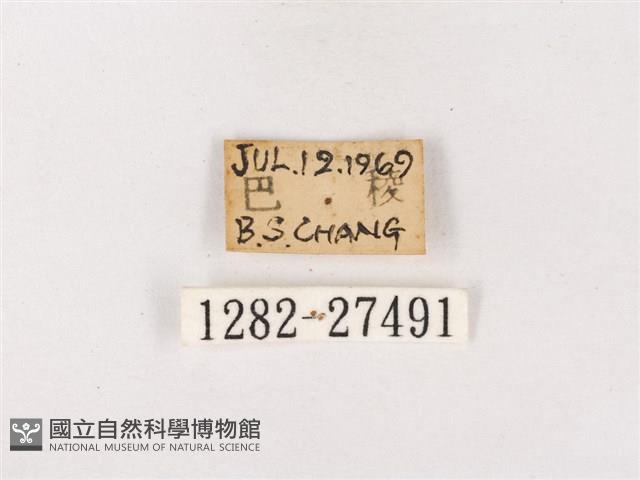 閃灰蝶藏品圖，第3張