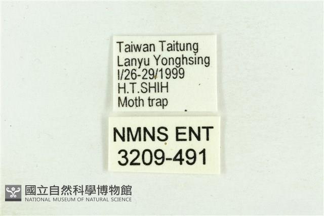 弧角散紋夜蛾藏品圖，第3張