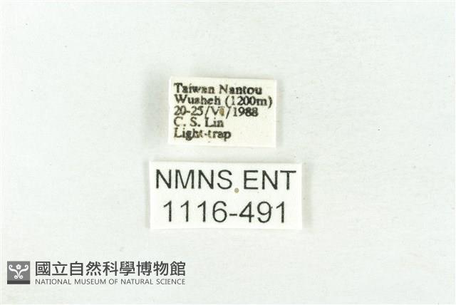 樹形尺蛾藏品圖，第3張