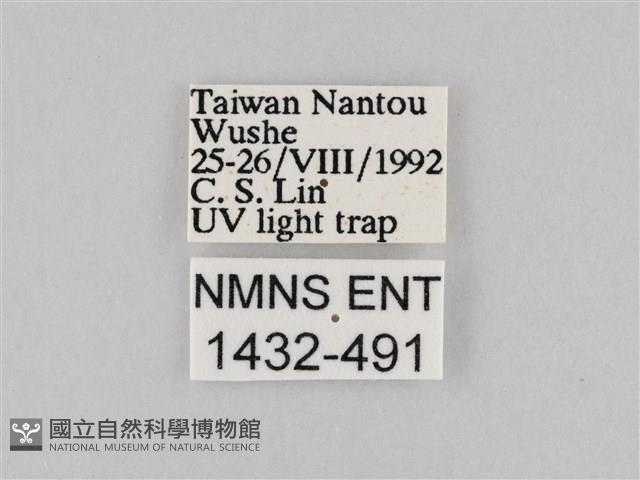 橙擬燈蛾藏品圖，第3張