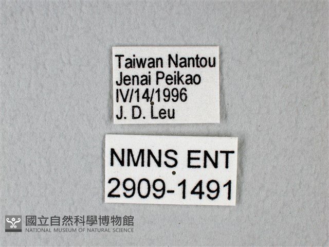 異粉蝶、雌白黃蝶藏品圖，第3張