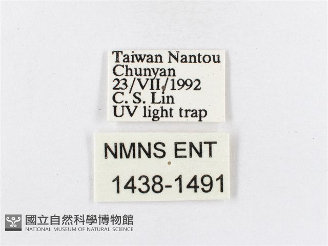 蓬萊茶斑蛾藏品圖，第3張