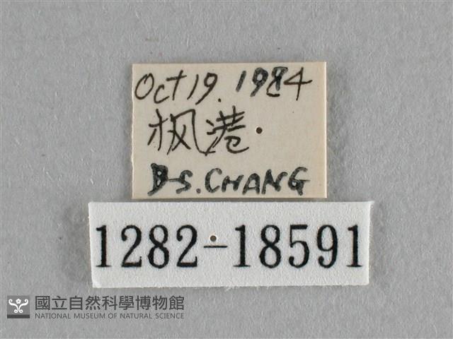 異色尖粉蝶藏品圖，第3張