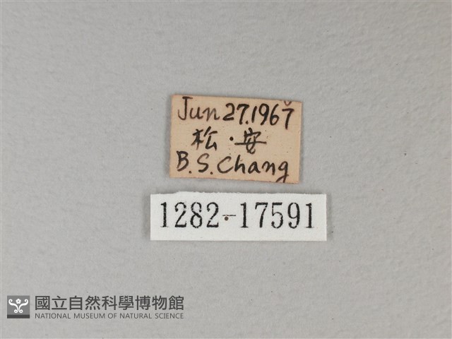 白裳貓蛺蝶藏品圖，第3張