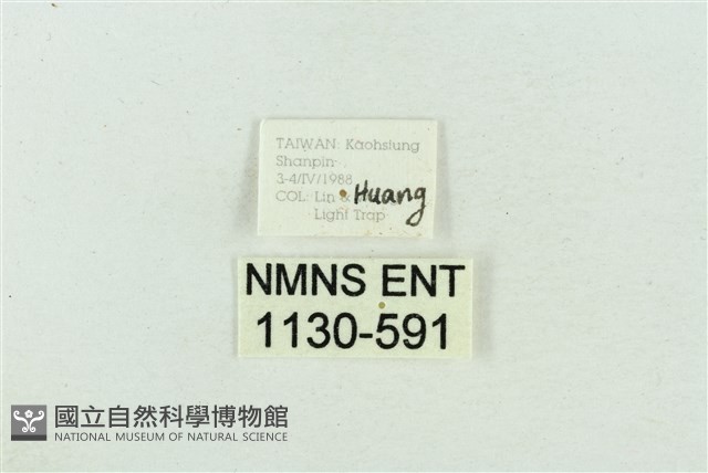 菊池污燈蛾藏品圖，第3張