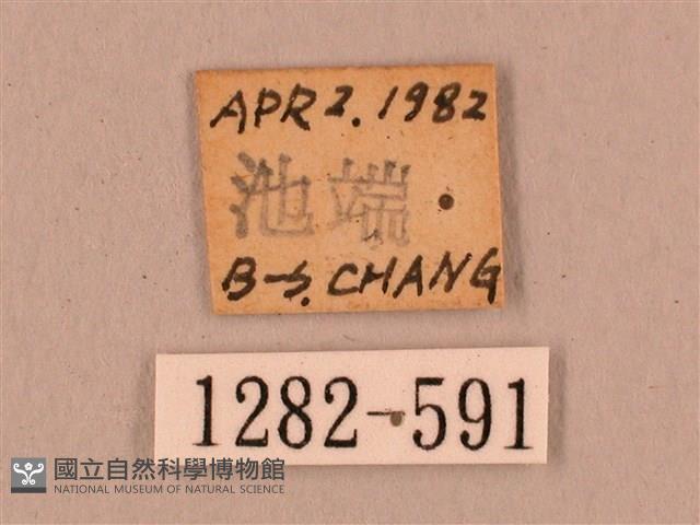 直翅六點天蛾藏品圖，第3張