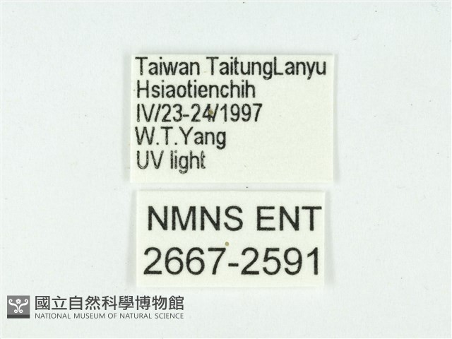叉紋閃舞蛾藏品圖，第3張
