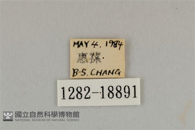 藍灰蝶沖繩亞種藏品圖，第3張