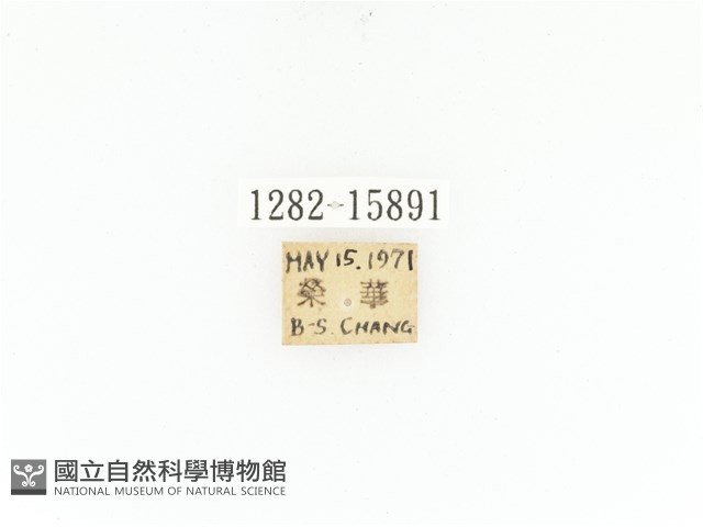 臺灣角金龜藏品圖，第2張