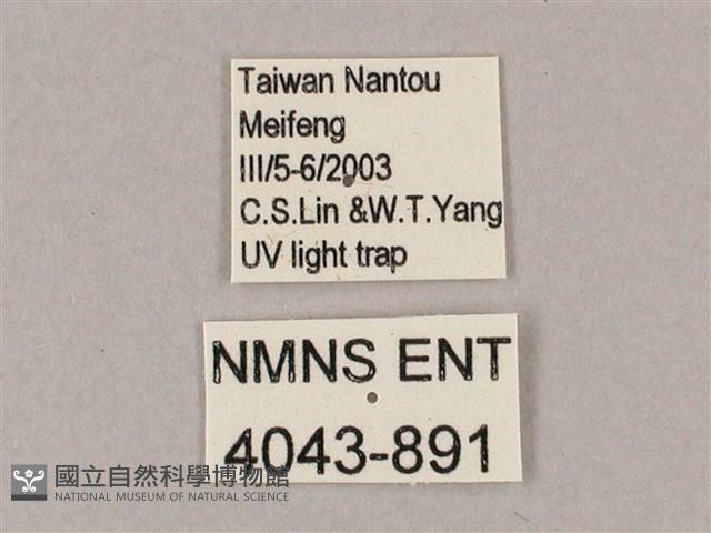 井上氏絨毛天蛾藏品圖，第3張