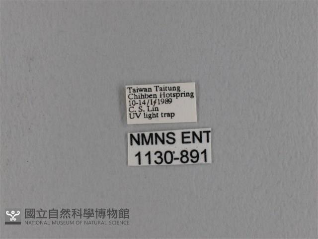 波紋枯葉蛾藏品圖，第3張