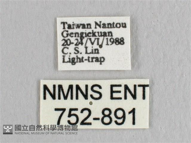 接骨木帶鉤蛾藏品圖，第3張